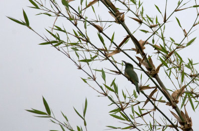 Blue-bearded Bee-eater  9367.jpg