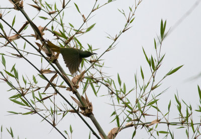 Blue-bearded Bee-eater  9368.jpg