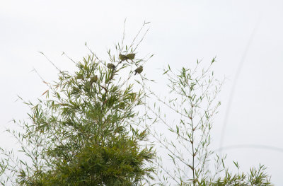 Orange-breasted Green Pigeon  9399.jpg