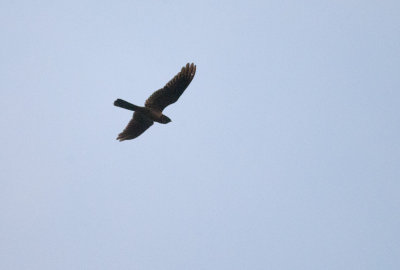 Great Eared Nightjar  9465.jpg