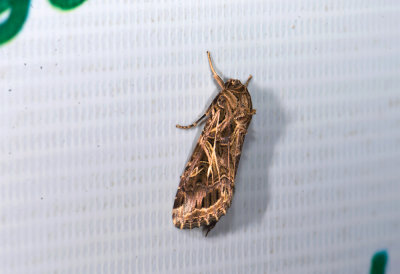 moth  9480.jpg