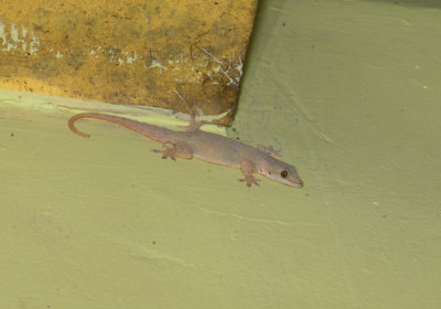 Gecko  9485.jpg