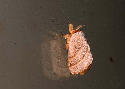 moth  9505.jpg