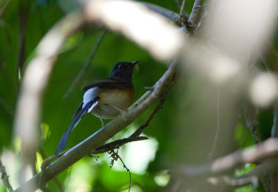 White-rumped Shama  0024.jpg