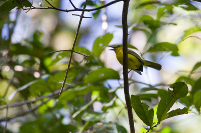 Great Iora 0038.jpg