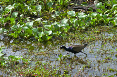 Bronze-winged Jacana  0125.jpg