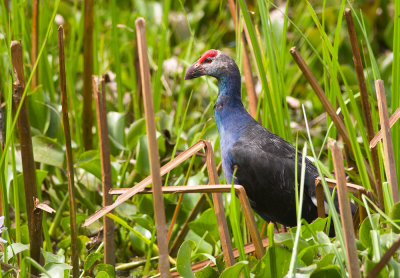 Purple Swamphen 0202.jpg