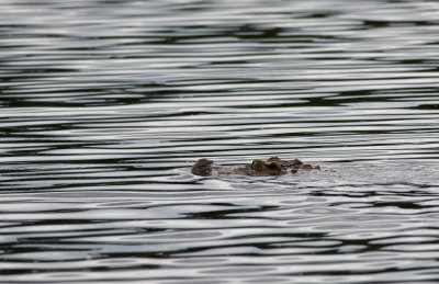 Siamese Crocodile  0264.jpg