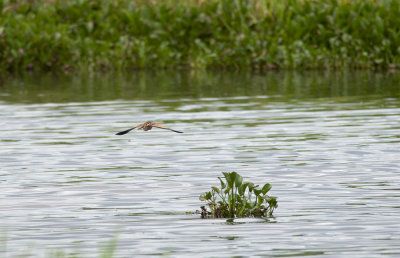 Yellow Bittern  0272.jpg