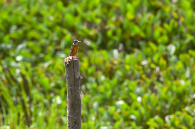 Common Kingfisher  0326.jpg