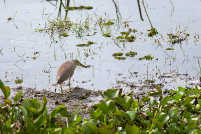 Chinese Pond Heron  0335.jpg