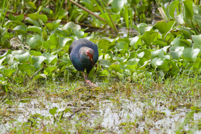 Purple Swamphen  0356.jpg