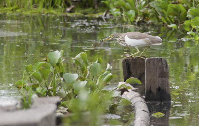 Chinese Pond Heron  0364.jpg