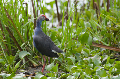 Purple Swamphen 0377.jpg