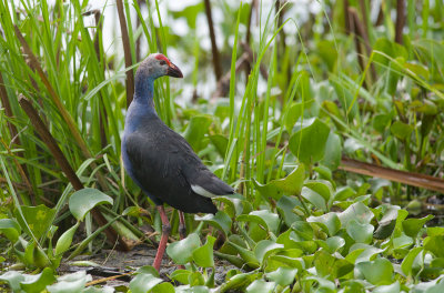 Purple Swamphen  0377.jpg