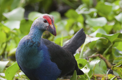 Purple Swamphen 0400.jpg
