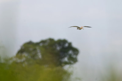 Red-wattled Lapwing  0417.jpg