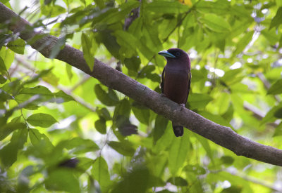 Banded Broadbill  0491.jpg