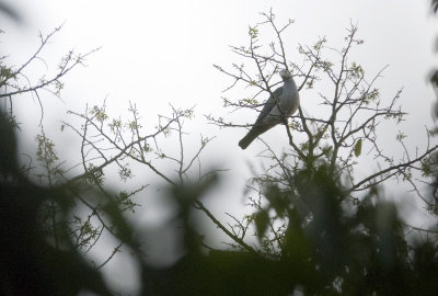 Green Imperial Pigeon  0558.jpg