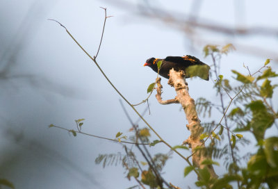 Hill Myna  0600.jpg