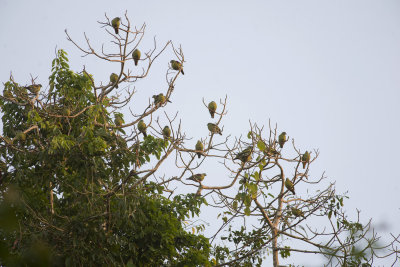 Thick-billed Green Pigeon  0619.jpg