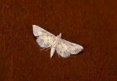 moth  0632.jpg