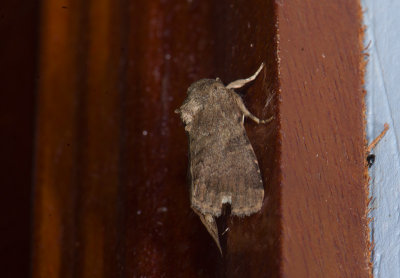 moth  0638.jpg
