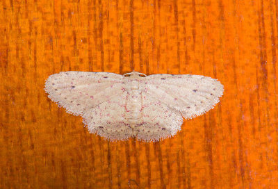 moth  0640.jpg