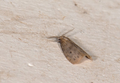 moth  0642.jpg