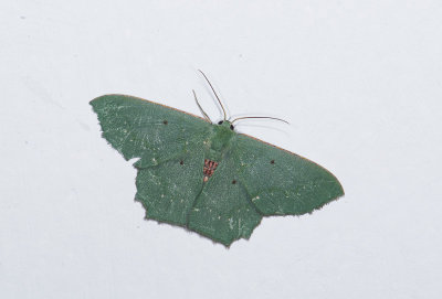 moth  0649.jpg