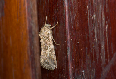 moth  9530.jpg