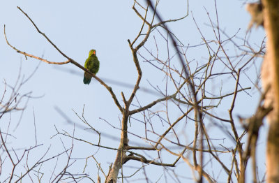 Vernal Hanging Parrot  9733.jpg