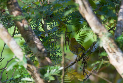 Dark-necked Tailorbird  9975.jpg