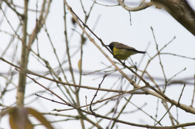 Olive-backed Sunbird  0758.jpg