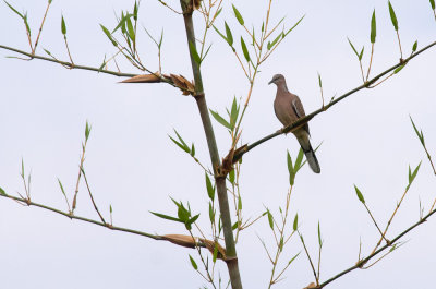 Spotted Dove  0910.jpg