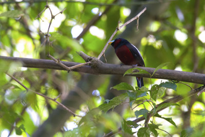 Black-and-red Broadbill  1115.jpg