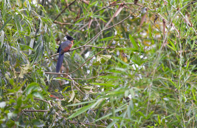 Chestnut-winged Cuckoo 1192.jpg