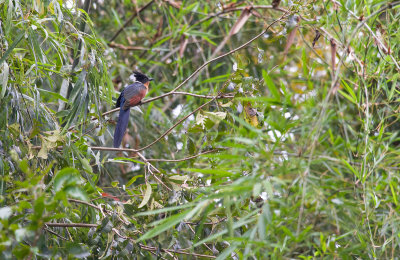 Chestnut-winged Cuckoo  1192.jpg