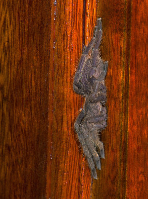 spider  1213.jpg