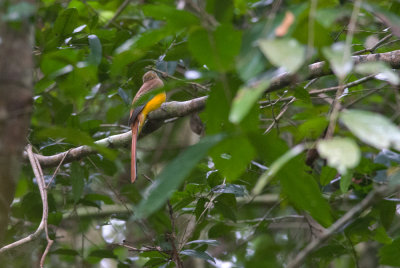 Orange-breasted Trogon  1302.jpg