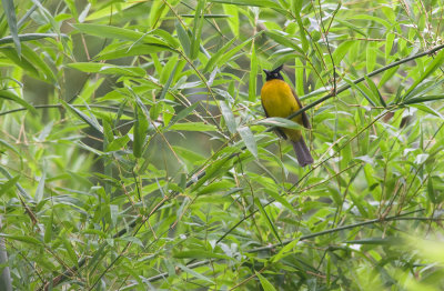 Black-crested Bulbul  1358.jpg