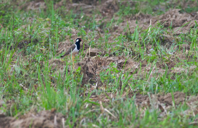 Red-wattled Lapwing  1404.jpg