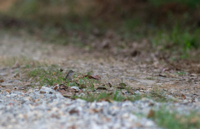 Taiga Flycatcher  1420.jpg