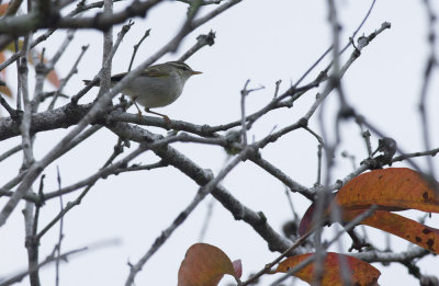 Yellow-browed Warbler  1450.jpg