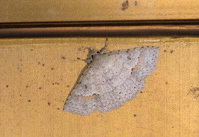 moth  1510.jpg