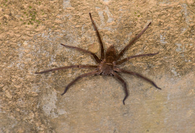 spider  1513.jpg