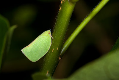 leafhopper  1522.jpg