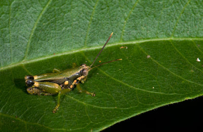 grasshopper  1523.jpg