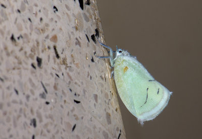 leafhopper  1529.jpg