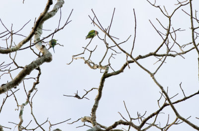 Red-breasted Parakeet  1603.jpg